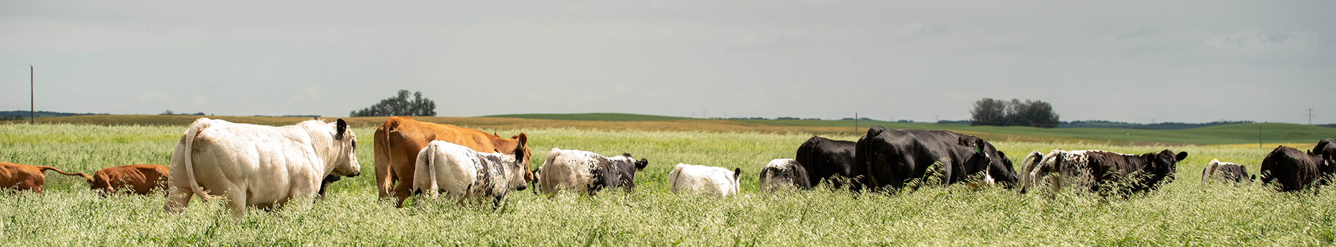 Speckle Park in a field